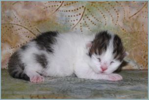 Male Siberian Kitten from Deedlebug Siberians